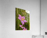 Pink Flower Acrylic Print