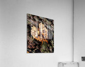 Leaf Fungus Acrylic Print