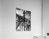 Black and White Reflection Acrylic Print