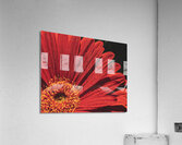 Flower Acrylic Print