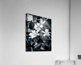 Black and White Flowers Acrylic Print