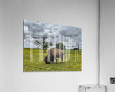 Bison Acrylic Print
