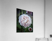 Clover Acrylic Print