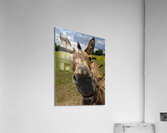 Funny Donkey Acrylic Print