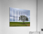 Lone Tree Acrylic Print