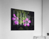 Flowers  and bee Acrylic Print