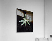 Dew plant Acrylic Print