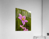 Pink Flowers Acrylic Print