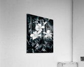 Black and White Flowers Acrylic Print