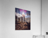Lens Flare Cactus Acrylic Print