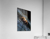 Meal Time Acrylic Print