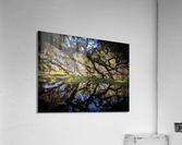 Reflections Acrylic Print