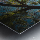 Mimosa in the sky Metal print