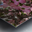 Apple Blossoms Metal print