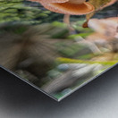 Orange Mushrooms Metal print