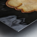 Water Mushroom Metal print