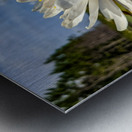 Water Lily Metal print