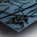 Mimosa Tree Metal print