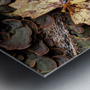 Leaf Fungus Metal print
