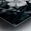 Black and White Flowers Metal print