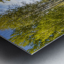 Colorado Forest Metal print