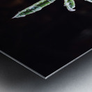 Dew plant Metal print