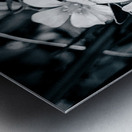 Black and White Flowers Metal print