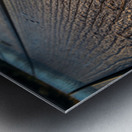 Racoon Paw in Dew Metal print