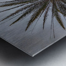 Palm Tree Metal print