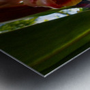 MORNING FLOWER Metal print