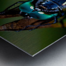 Blue Dragonfly Metal print