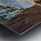 Shell on tree Metal print