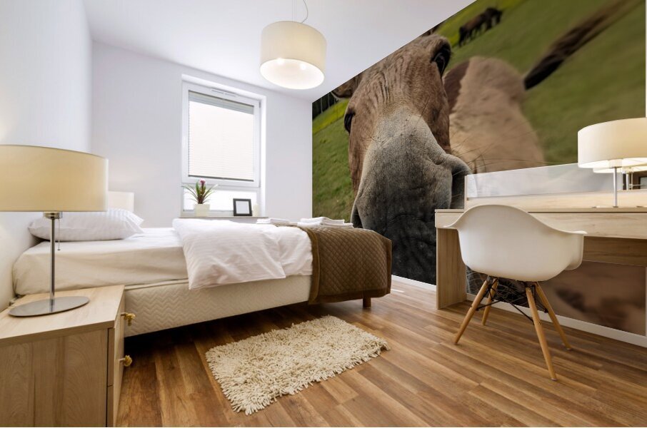 Funny Donkey Mural print