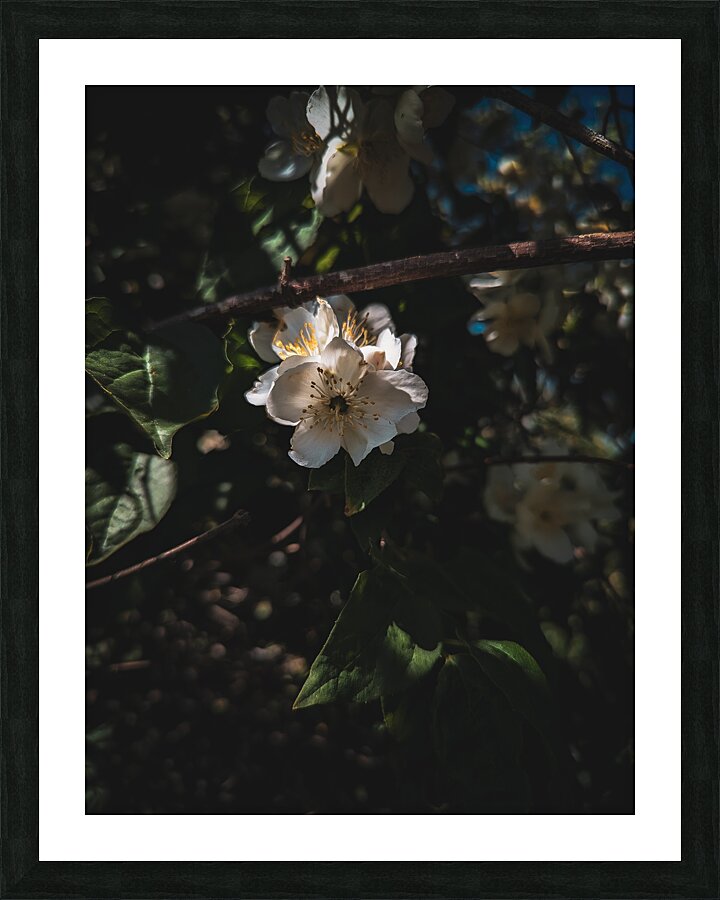 Mock Orange Picture Frame print