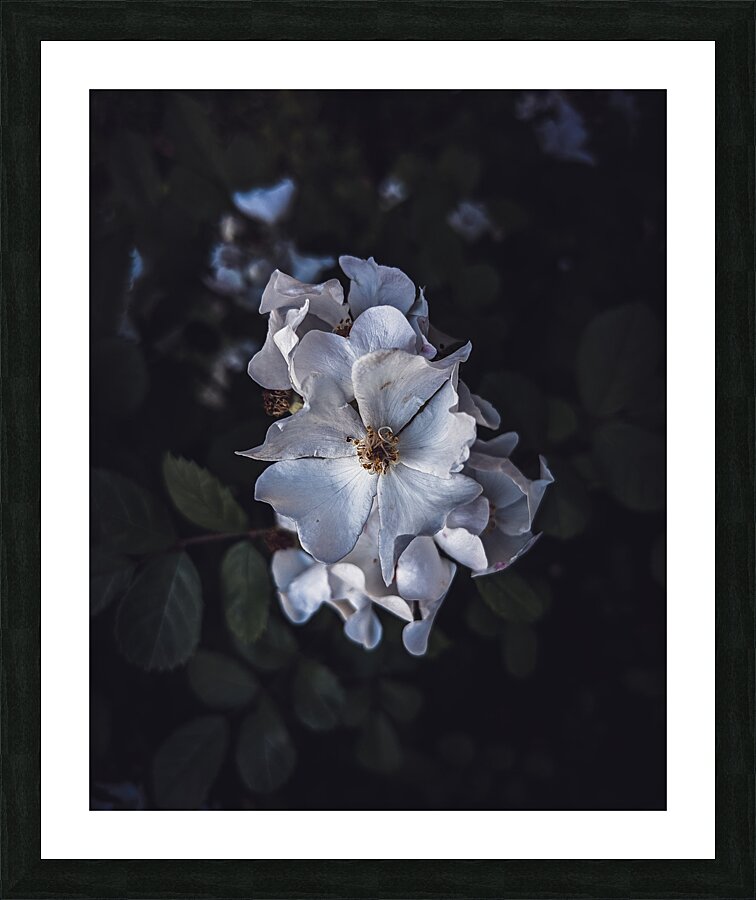Flowers Picture Frame print