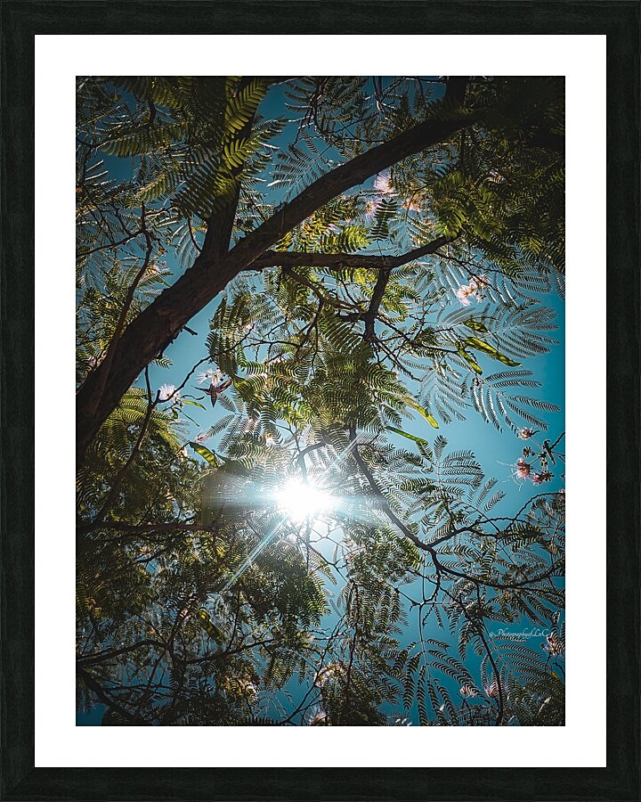 Mimosa in the sky Picture Frame print