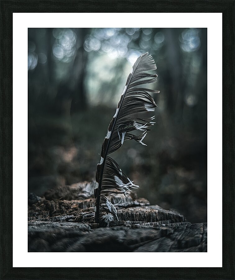 Feather Picture Frame print