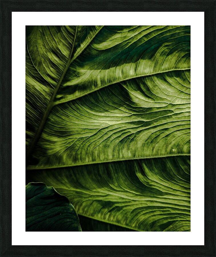 Leaf Picture Frame print