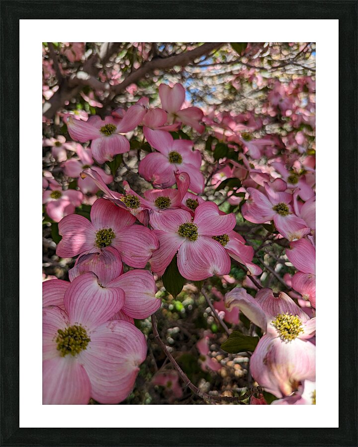 Apple Blossoms Picture Frame print