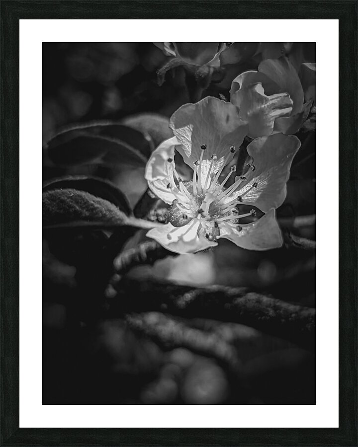Flower Black and White Picture Frame print
