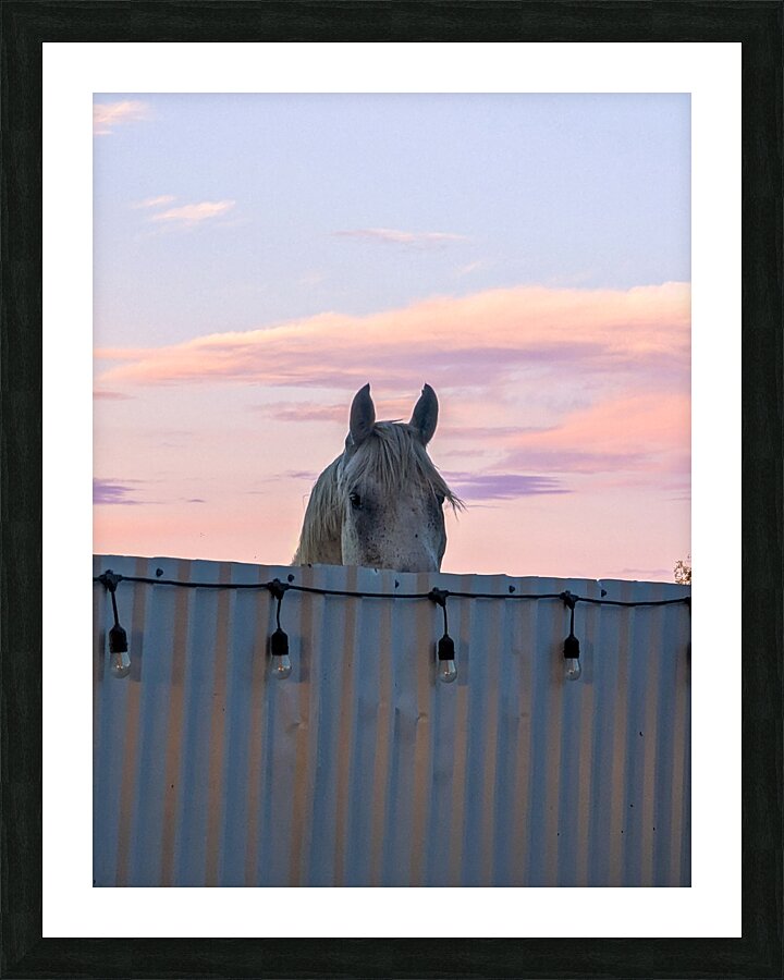 Peekaboo Horse Picture Frame print