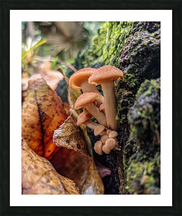 Orange Mushrooms Picture Frame print