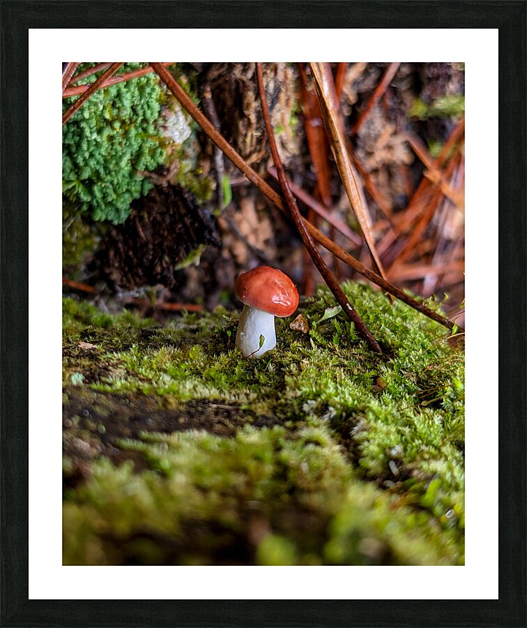 Tiny Mushroom Picture Frame print