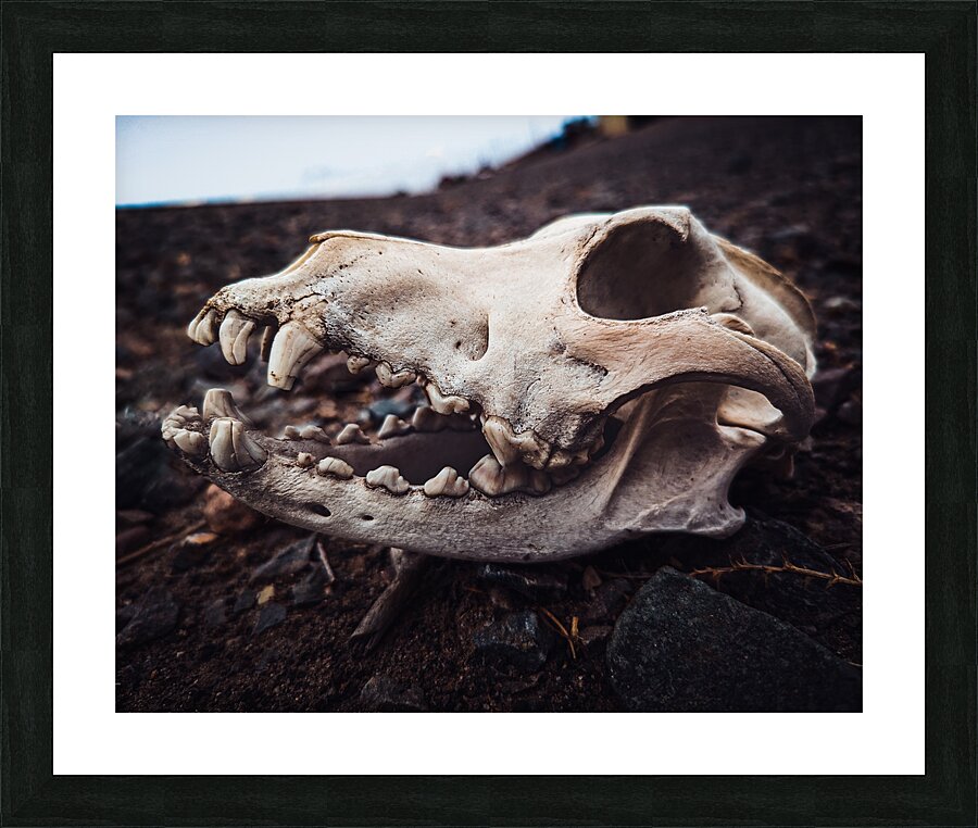 Skull Picture Frame print