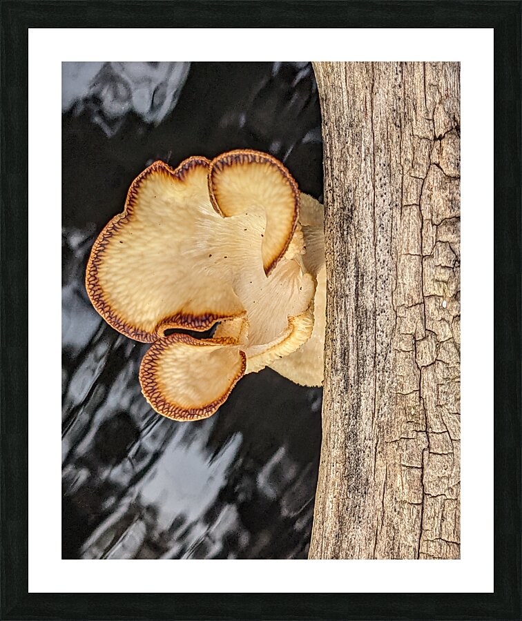 Water Mushroom Picture Frame print