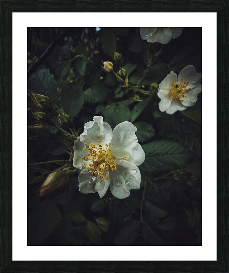 Flower Picture Frame print