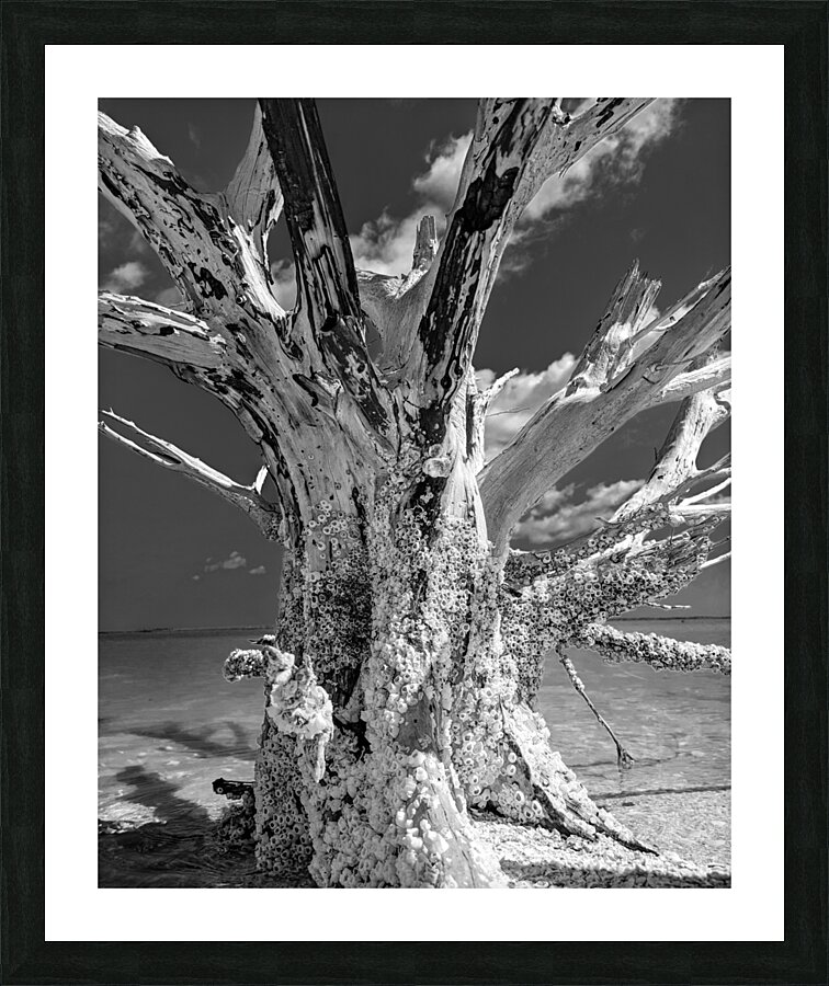 Driftwood Picture Frame print