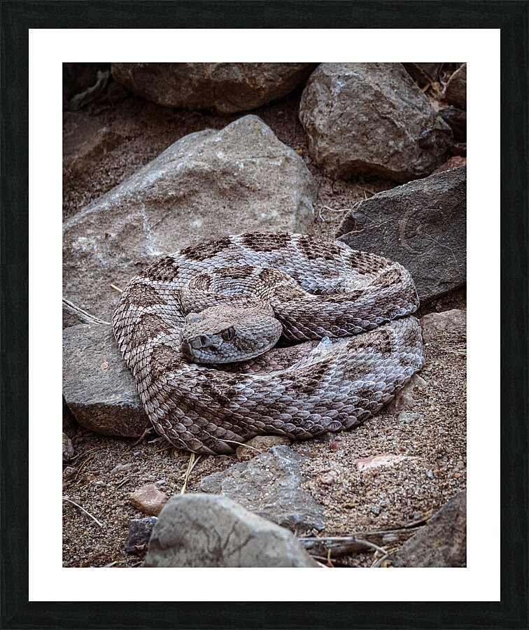 Rattle Snake Picture Frame print