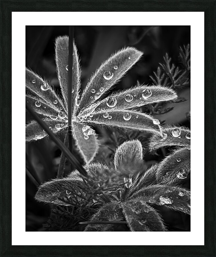 Fuzzy Rain Picture Frame print