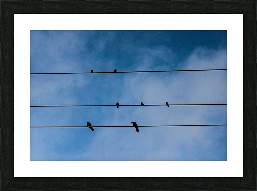Birds on a wire Picture Frame print